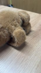 Picture of Stofftier Klammertier Capybara